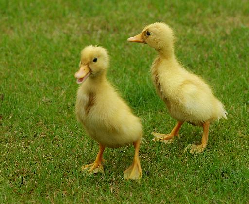 Indian Runner Ducklings 9W027D-046.JPG